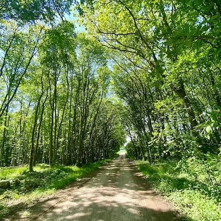En Foret La Mechta * Bologne
